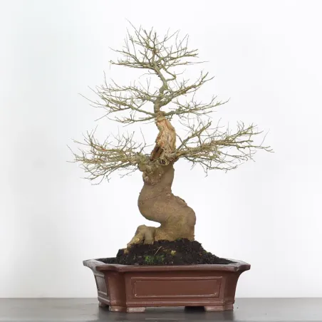 image supplémentaire - HACKBERRY "CELTIS...