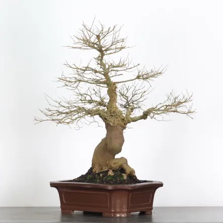 MICOCOULIER "CELTIS AUSTRALIS" 1-8