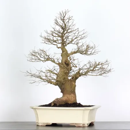 MICOCOULIER "CELTIS AUSTRALIS" 1-9