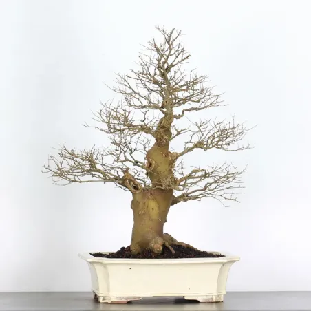 image supplémentaire - HACKBERRY "CELTIS...