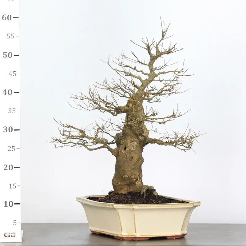 image supplémentaire - MICOCOULIER "CELTIS...