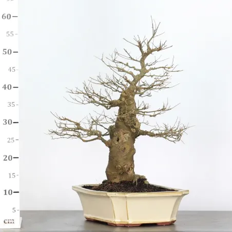 image supplémentaire - MICOCOULIER "CELTIS...