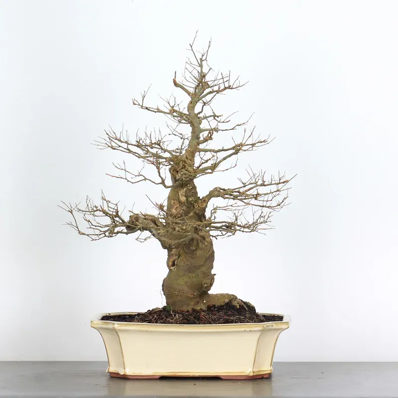 MICOCOULIER "CELTIS AUSTRALIS" 1-10