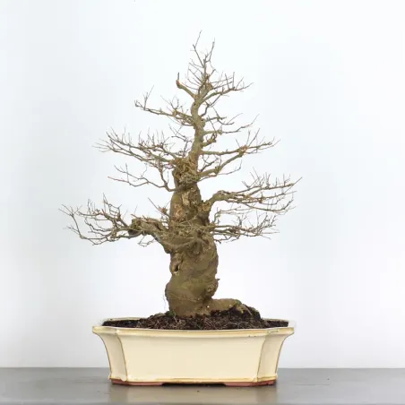 MICOCOULIER "CELTIS AUSTRALIS" 1-10