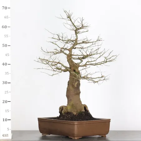 image supplémentaire - MICOCOULIER "CELTIS...