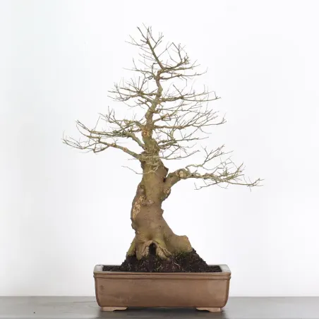 HACKBERRY "CELTIS AUSTRALIS" 1-11