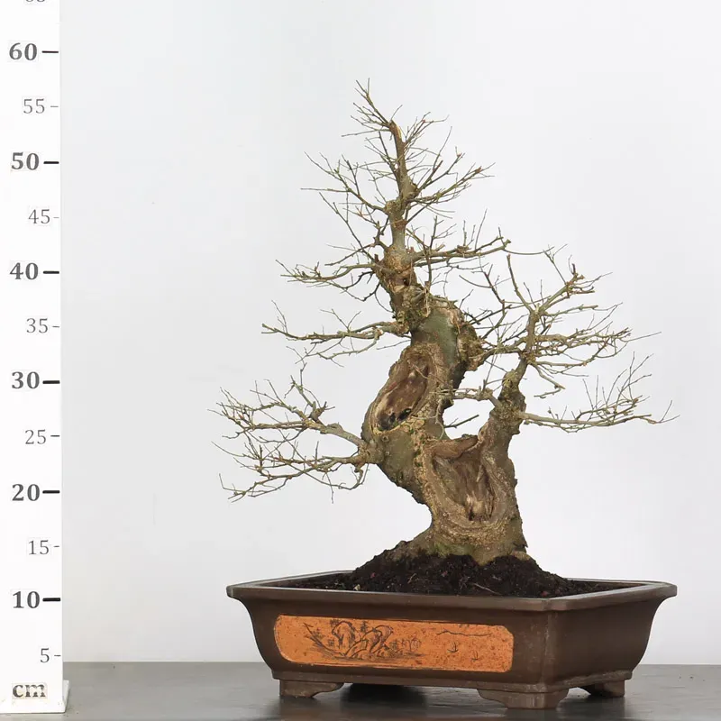 image supplémentaire - MICOCOULIER "CELTIS...