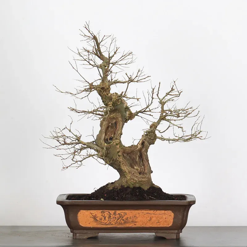 MICOCOULIER "CELTIS AUSTRALIS" 1-12