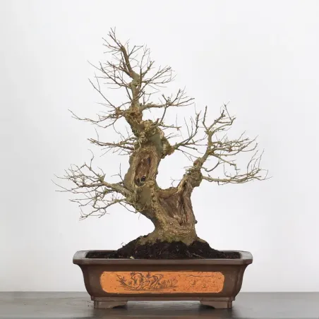 MICOCOULIER "CELTIS AUSTRALIS" 1-12