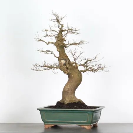 image supplémentaire - HACKBERRY "CELTIS...