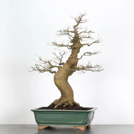 MICOCOULIER "CELTIS AUSTRALIS" 1-13