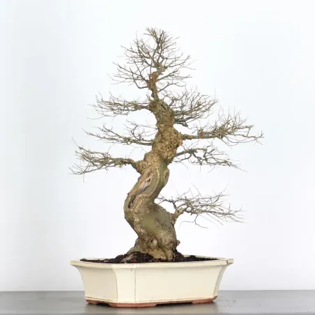 image supplémentaire - HACKBERRY "CELTIS...