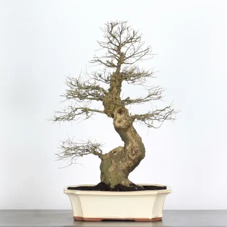 MICOCOULIER "CELTIS AUSTRALIS" 1-14