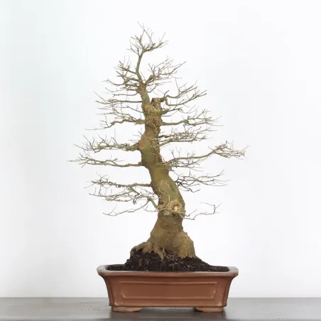 HACKBERRY "CELTIS AUSTRALIS" 1-15