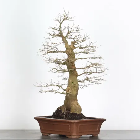 image supplémentaire - HACKBERRY "CELTIS...