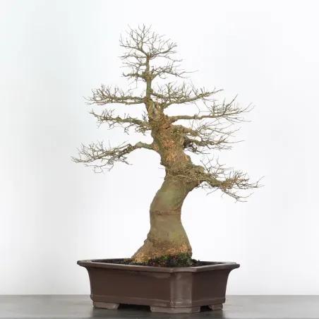 image supplémentaire - HACKBERRY "CELTIS...