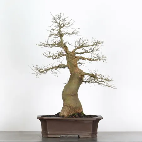 HACKBERRY "CELTIS AUSTRALIS" 1-16