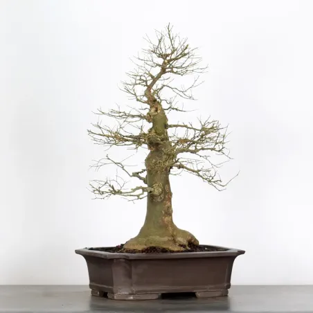 image supplémentaire - MICOCOULIER "CELTIS...