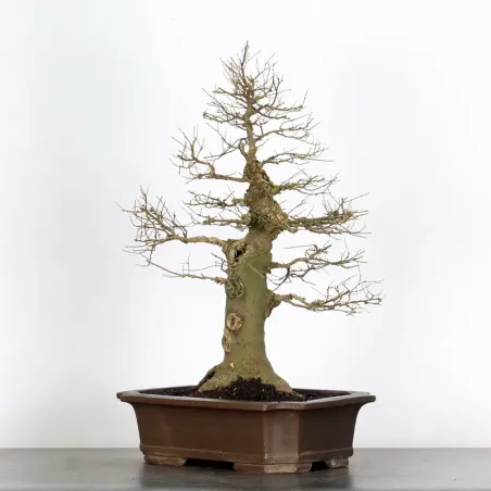 MICOCOULIER "CELTIS AUSTRALIS" 1-17