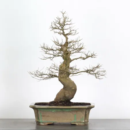 HACKBERRY "CELTIS AUSTRALIS" 1-18