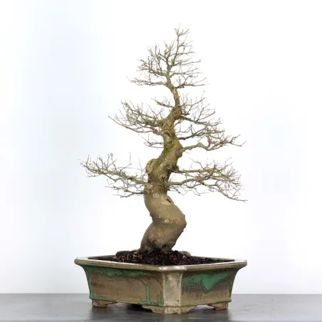 image supplémentaire - HACKBERRY "CELTIS...