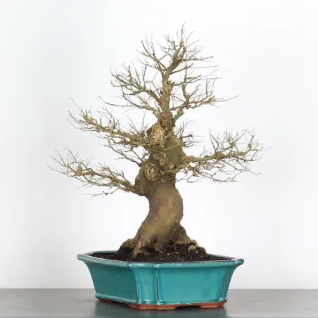 image supplémentaire - MICOCOULIER "CELTIS...