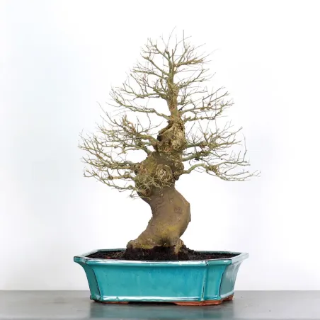 HACKBERRY "CELTIS AUSTRALIS" 1-19