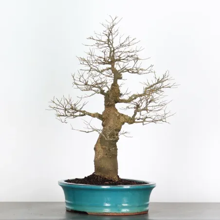 image supplémentaire - MICOCOULIER "CELTIS...