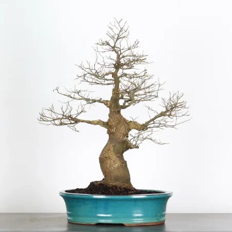 MICOCOULIER "CELTIS AUSTRALIS" 1-20