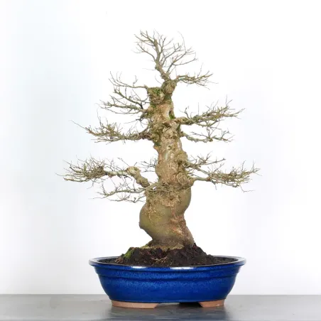 image supplémentaire - MICOCOULIER "CELTIS...