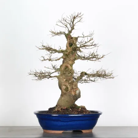 MICOCOULIER "CELTIS AUSTRALIS" 2-1