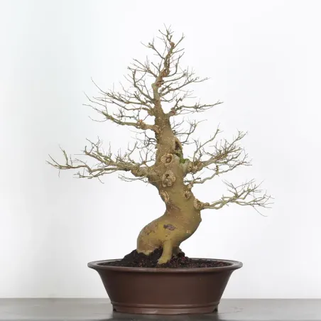 image supplémentaire - MICOCOULIER "CELTIS...