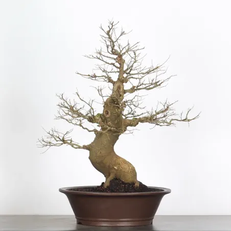 HACKBERRY "CELTIS AUSTRALIS" 2-2