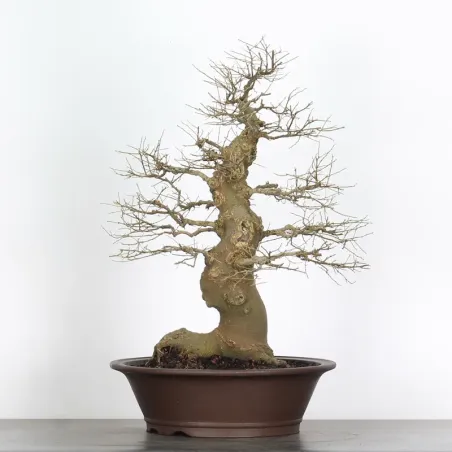 HACKBERRY "CELTIS AUSTRALIS" 2-3