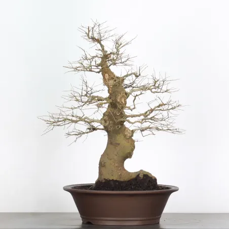 image supplémentaire - HACKBERRY "CELTIS...