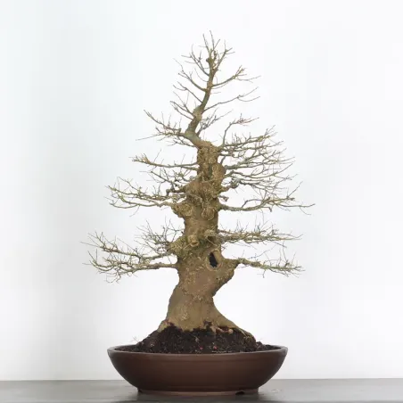 HACKBERRY "CELTIS AUSTRALIS" 2-4