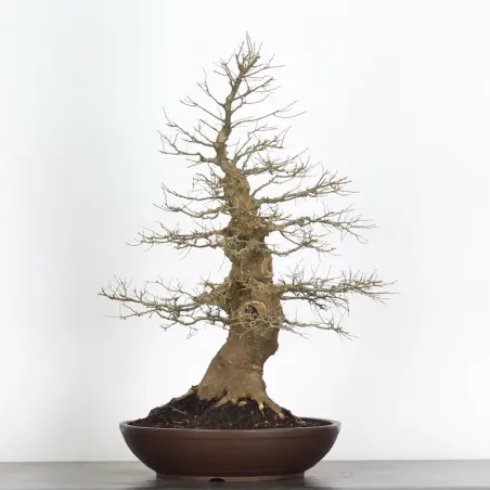 image supplémentaire - MICOCOULIER "CELTIS...