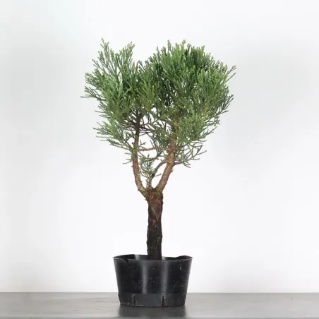 Giant sequoia "sequoiadendron giganteum" 1-1