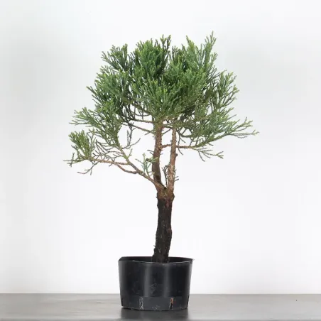 image supplémentaire - SEQUOIA GEANT...