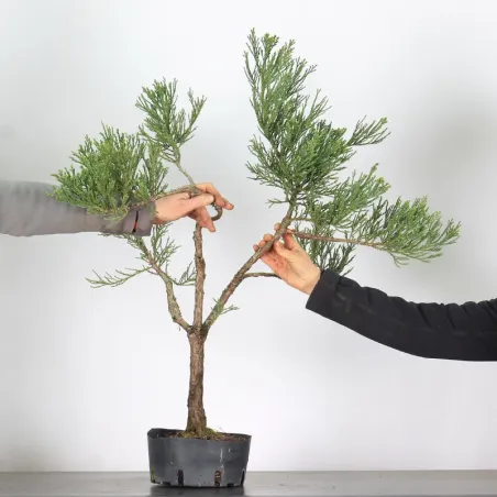 image supplémentaire - GIANT SEQUOIA...