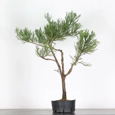 SEQUOIA GEANT "Sequoiadendron giganteum" 1-6