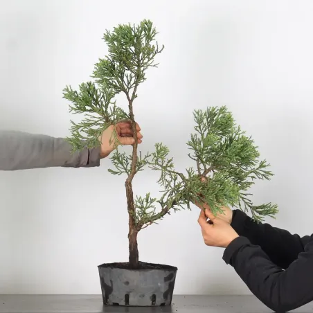 image supplémentaire - SEQUOIA GEANT...