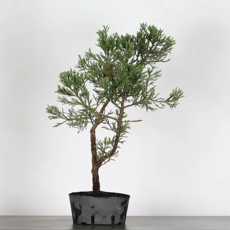 SEQUOIA GEANT "Sequoiadendron giganteum" 1-7