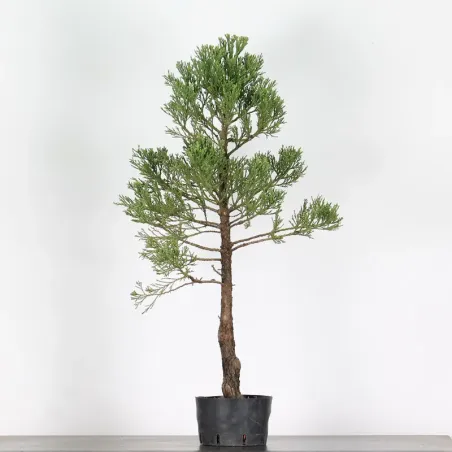 SEQUOIA GEANT "Sequoiadendron giganteum" 1-8