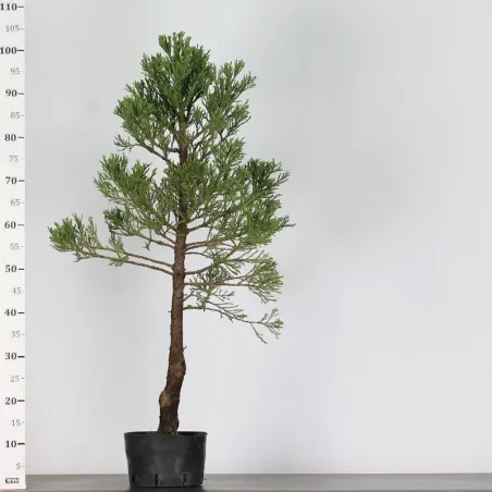 image supplémentaire - Giant sequoia...