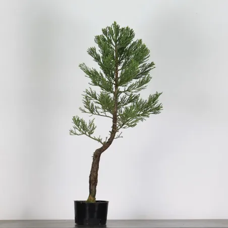 Giant sequoia "sequoiadendron giganteum" 1-9