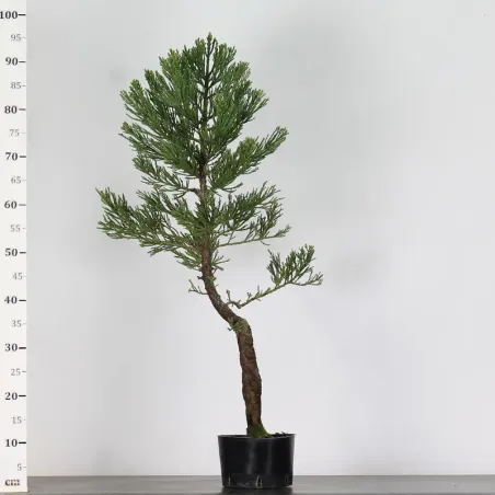 image supplémentaire - SEQUOIA GEANT...