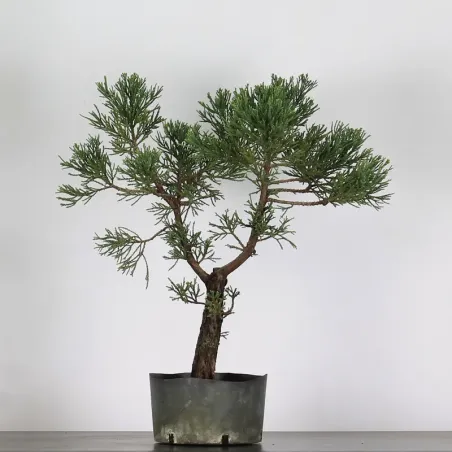 SEQUOIA GEANT "Sequoiadendron giganteum" 1-10