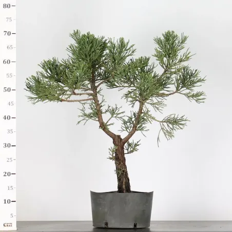 image supplémentaire - Giant sequoia...