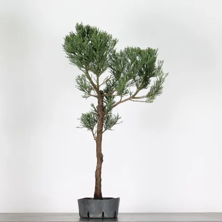 SEQUOIA GEANT "Sequoiadendron giganteum" 1-11